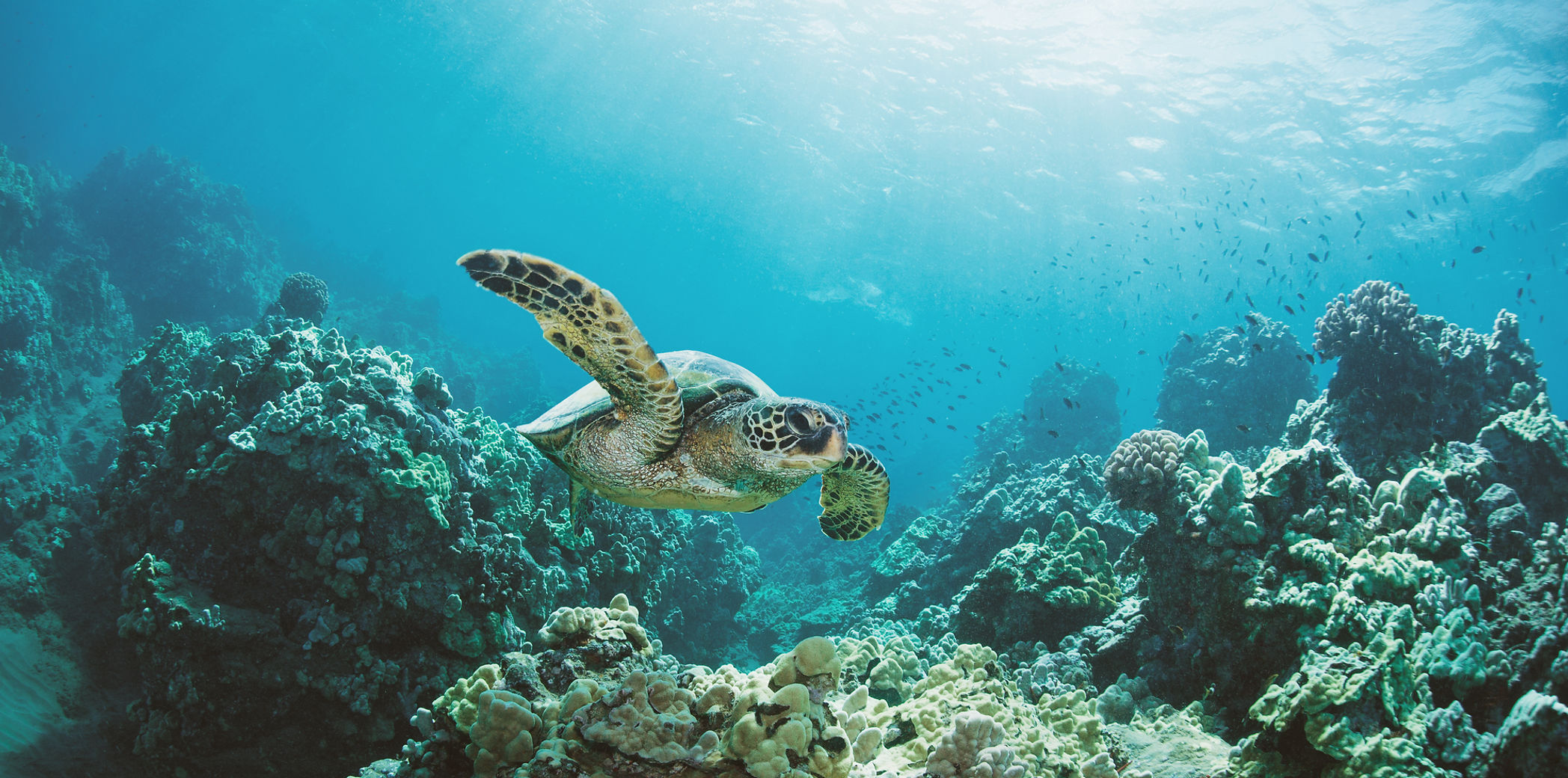 Sea Turtle